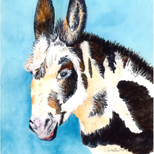 Donkey of a Different Color