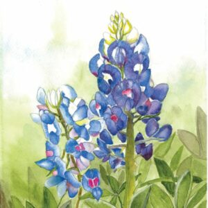 Bluebonnets