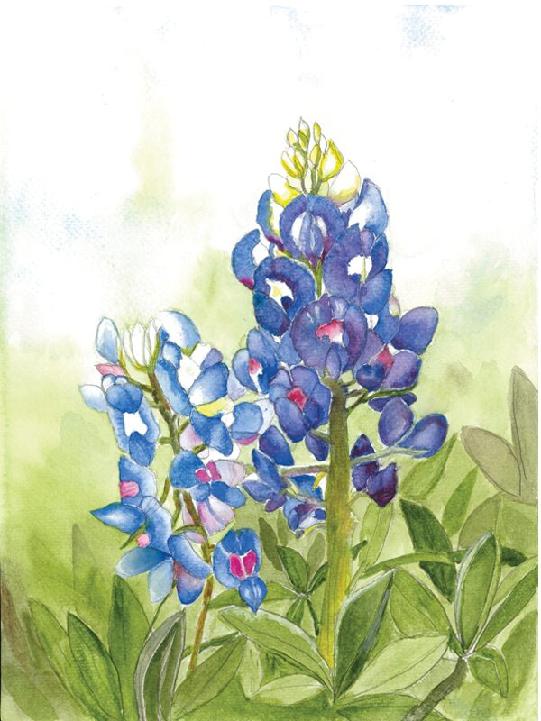 Bluebonnets