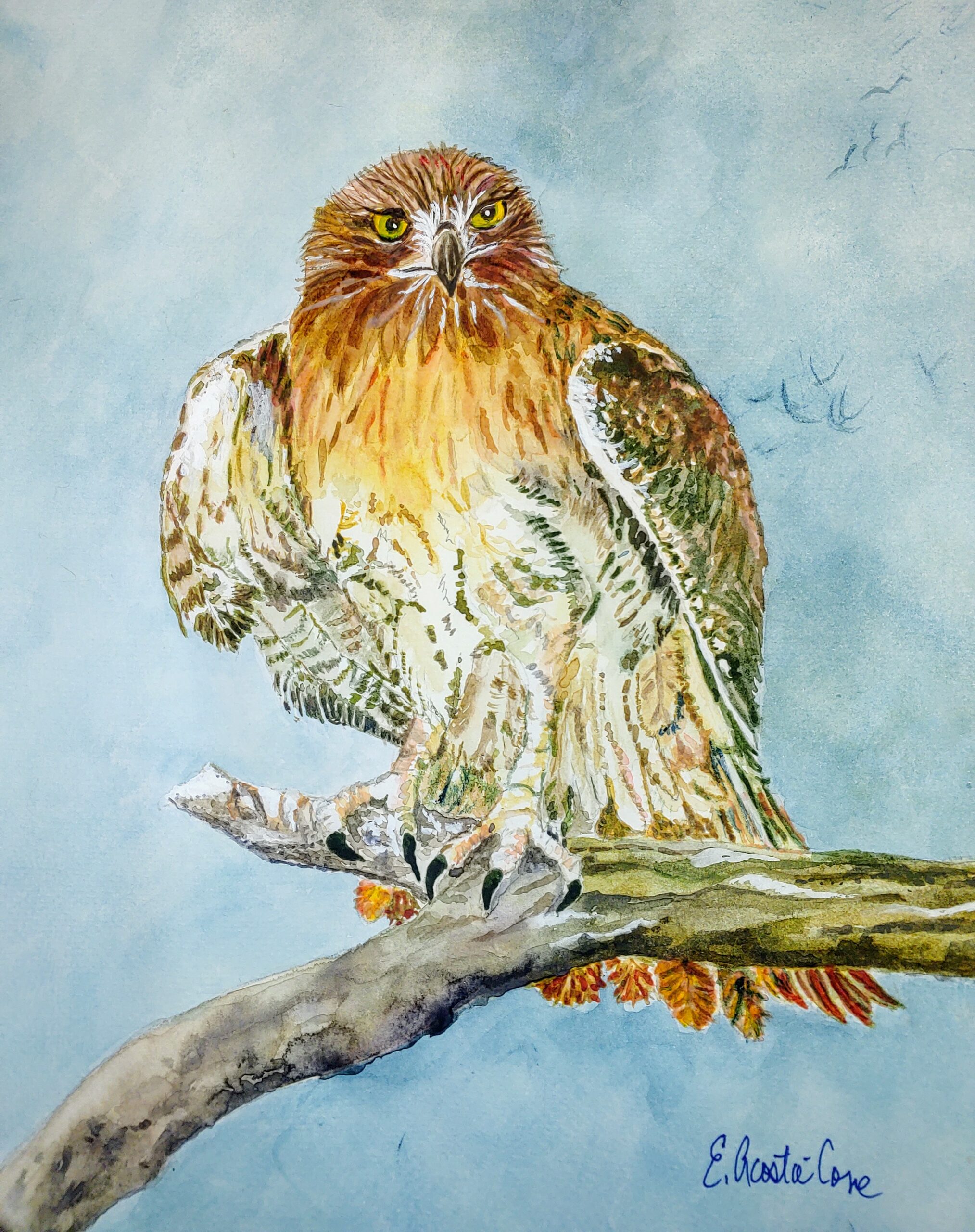 Guanaguau the Red Tailed Hawk