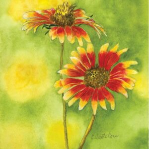 Indian Blanket