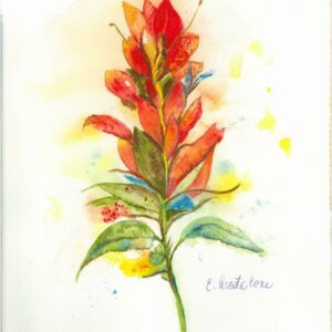 Indian Paintbrush
