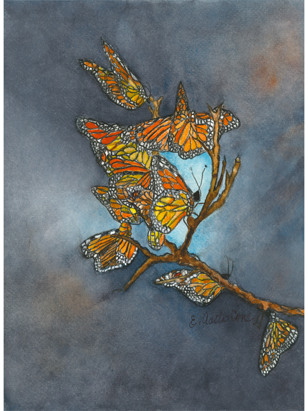 Butterfly Social